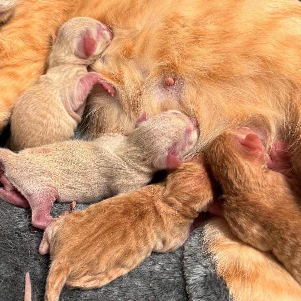 Enlarge Allegro, a Adoptable Domestic Medium Hair in Wichita, KS image 2/2