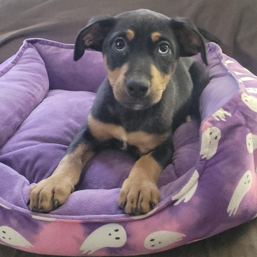 Dahlia, an adopted mixed breed in Ellicott City, MD image 3/4