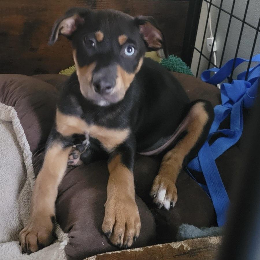 Dahlia, an adopted mixed breed in Ellicott City, MD image 4/4