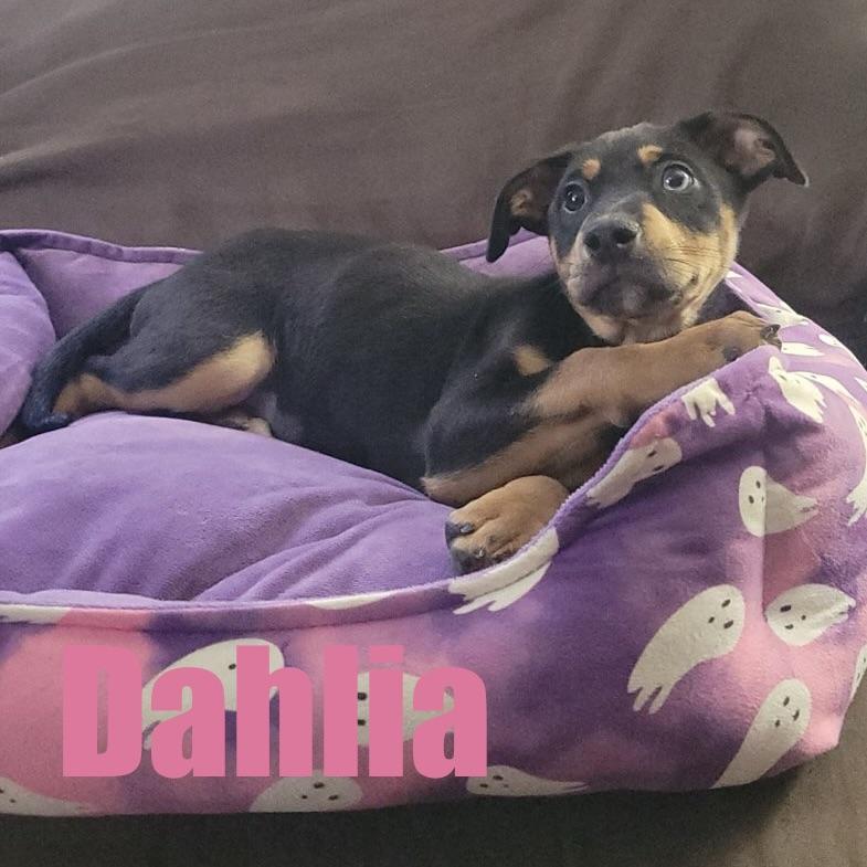 Dahlia, an adopted mixed breed in Ellicott City, MD image 1/4