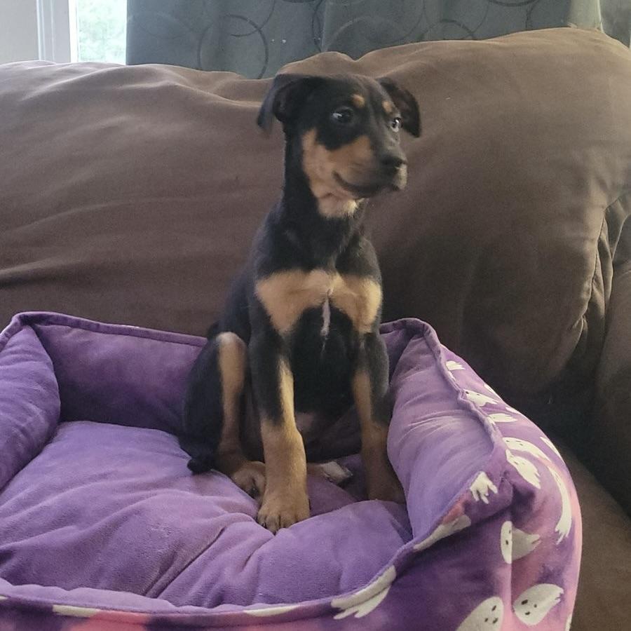 Dahlia, an adopted mixed breed in Ellicott City, MD image 2/4
