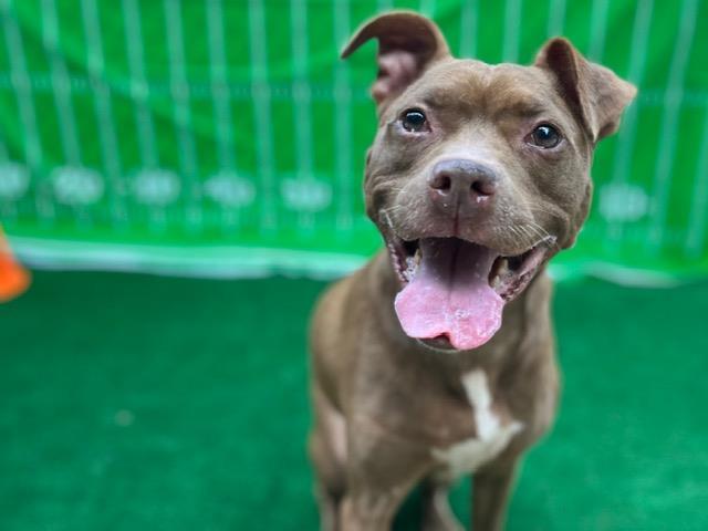 Enlarge REESE, a Adoptable Pit Bull Terrier in Charlotte, NC image 1/2