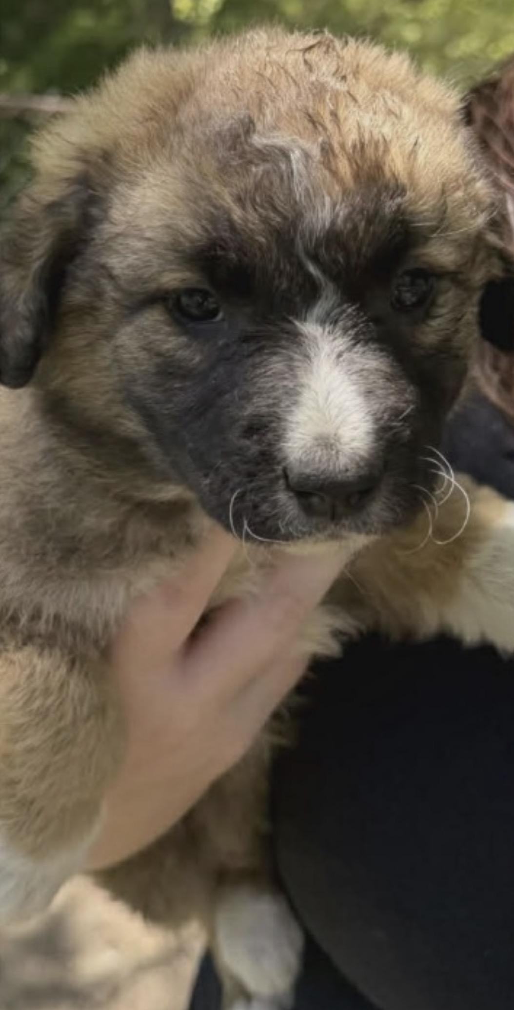 Leddy, ADOPTABLE, Puppy Female Border Collie.