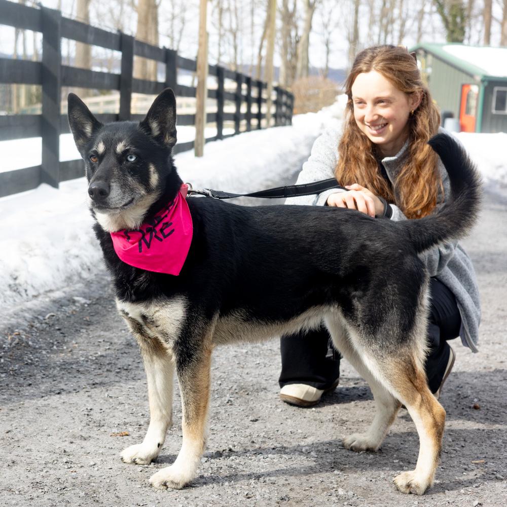 Enlarge Dakota (Female), a Adoptable mixed breed in West Grove, PA image 6/6