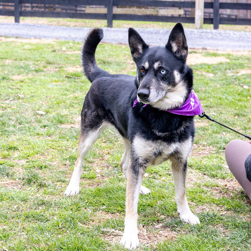 Enlarge Dakota (Female), a Adoptable mixed breed in West Grove, PA image 2/6