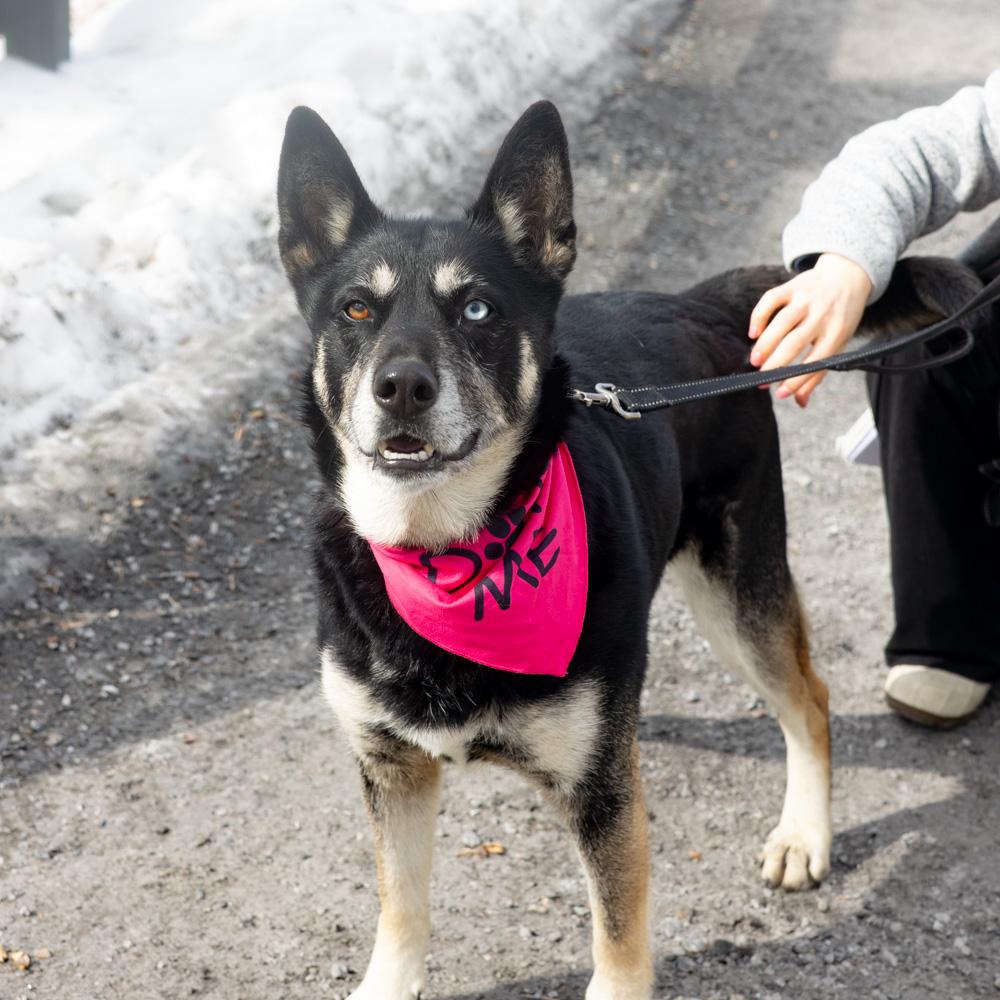 Dakota (Female), Adoptable, Adult Female Husky & Border Collie.