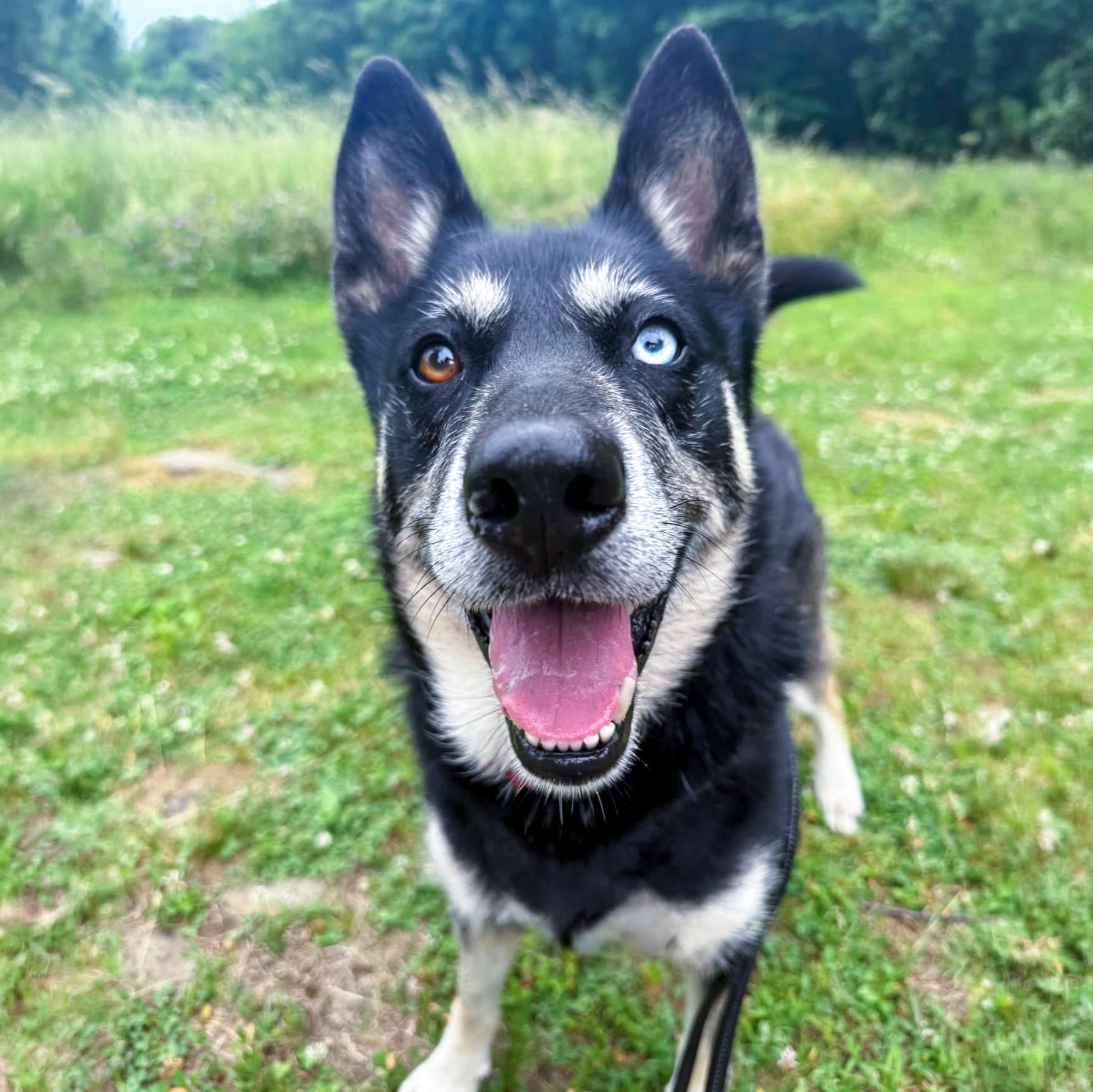 Enlarge Dakota (Female) Adoption fee sponsored by a friend of Greenmore., a Adoptable mixed breed in West Grove, PA image 2/6