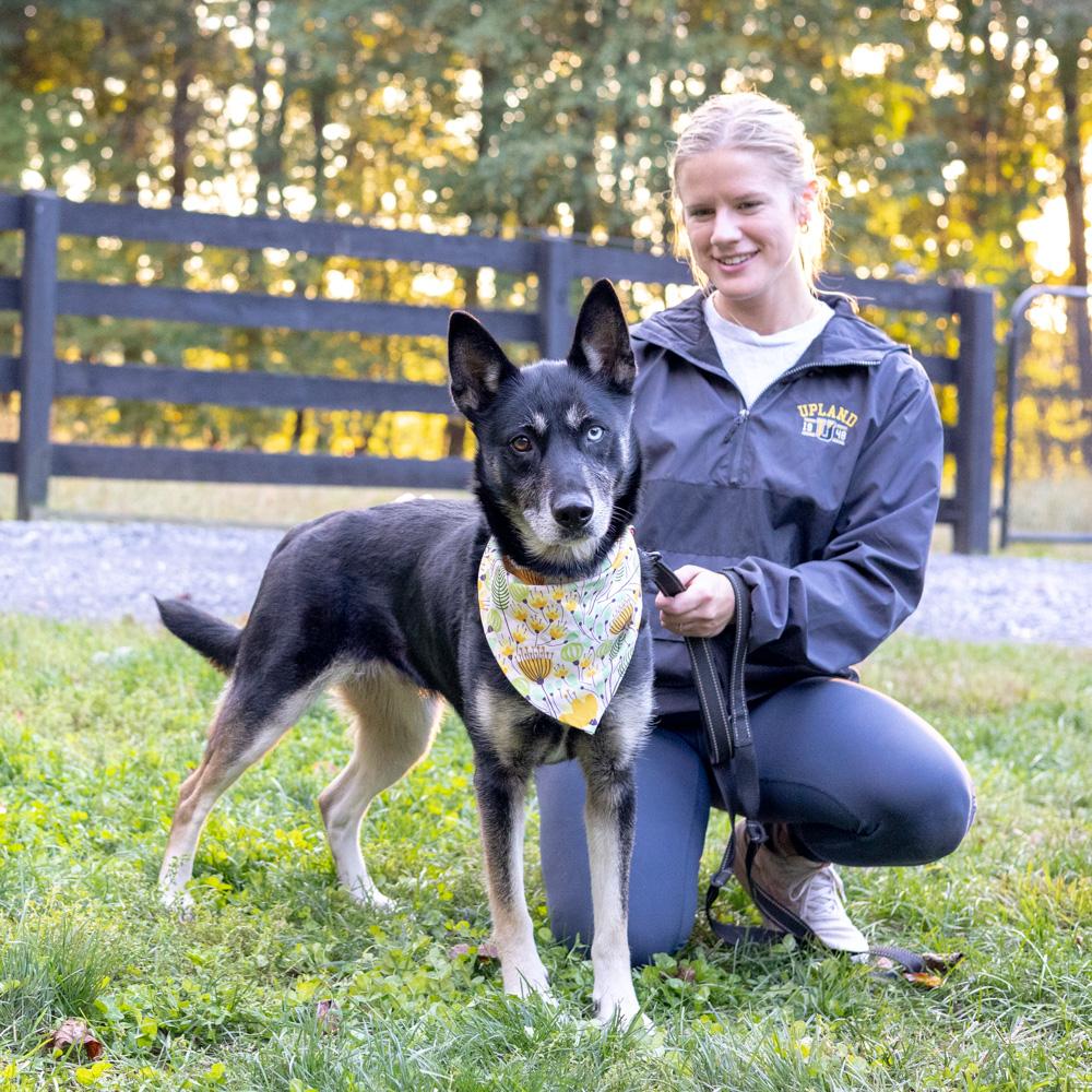 Dakota (Female), a Adoptable mixed breed in West Grove, PA image 3/6