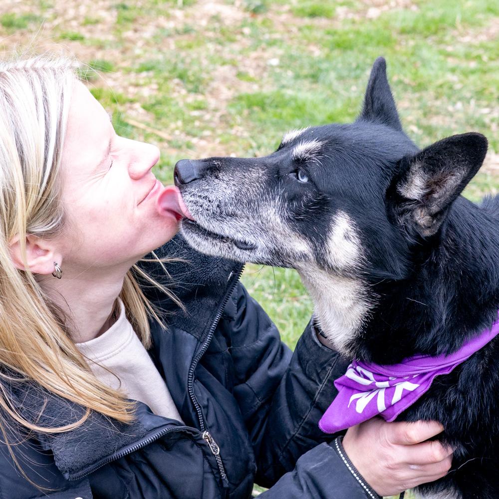 Enlarge Dakota (Female), a Adoptable mixed breed in West Grove, PA image 5/6