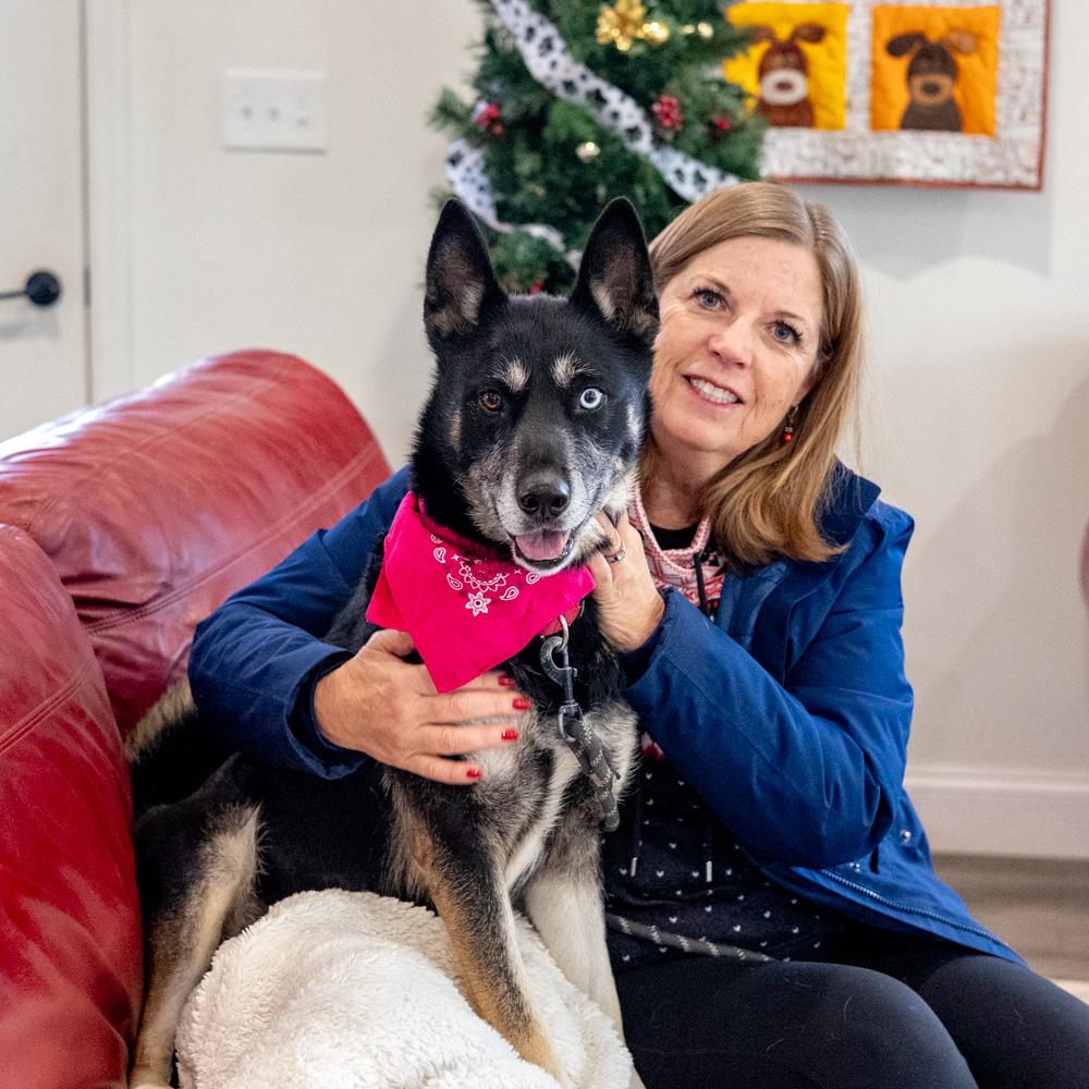 Delilah (Female), Adoptable, Adult Female Husky & Border Collie.