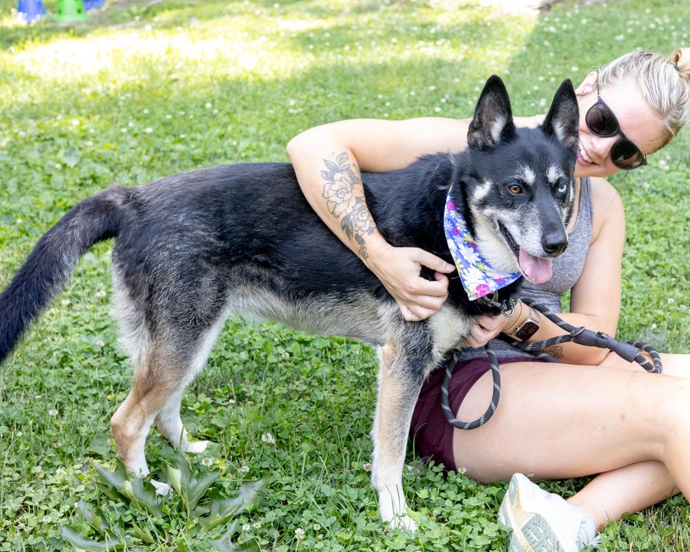 Dakota (Female) Adoption fee sponsored by a friend of Greenmore., an adoptable mixed breed in West Grove, PA image 3/6