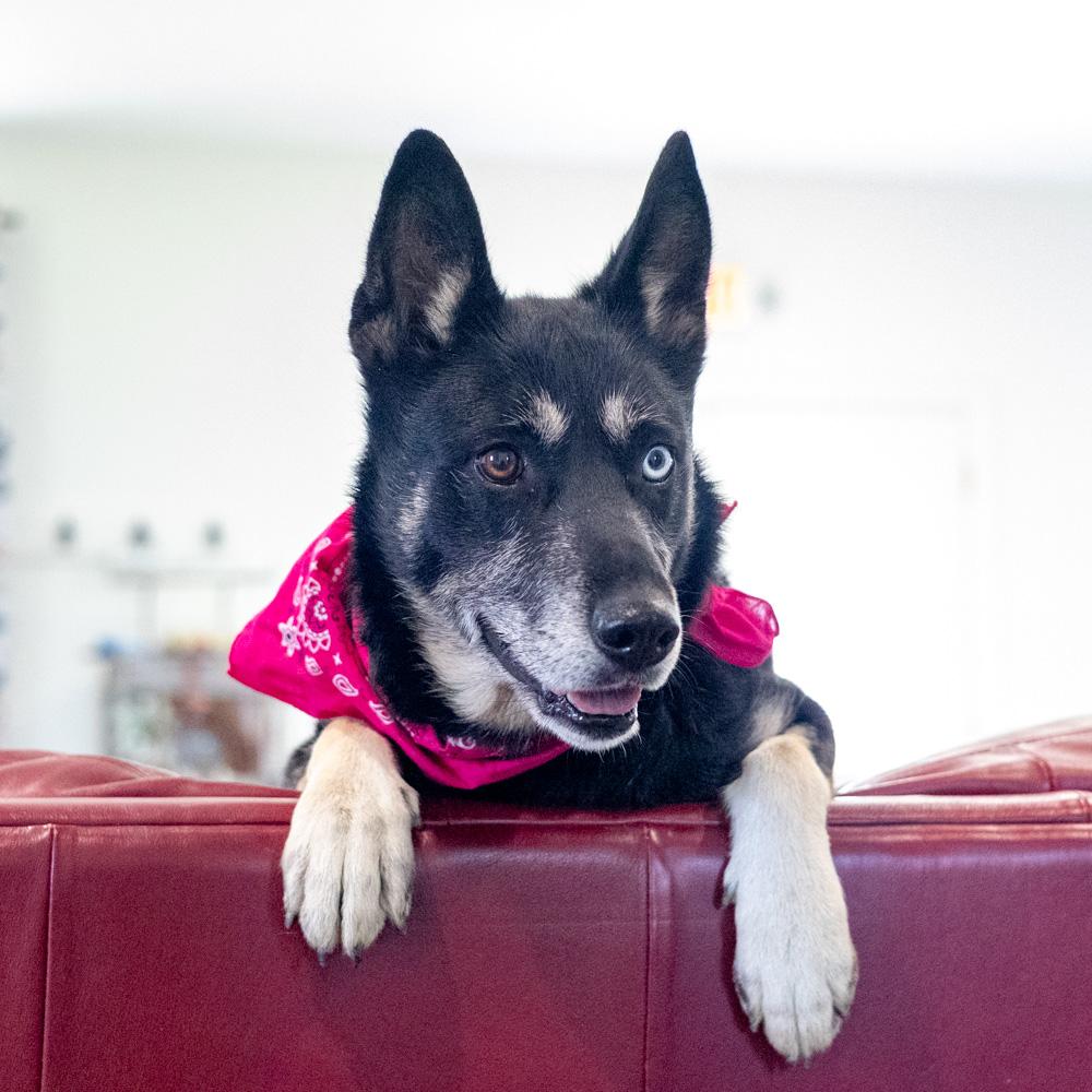 Enlarge Delilah (Female), a Adoptable mixed breed in West Grove, PA image 5/6