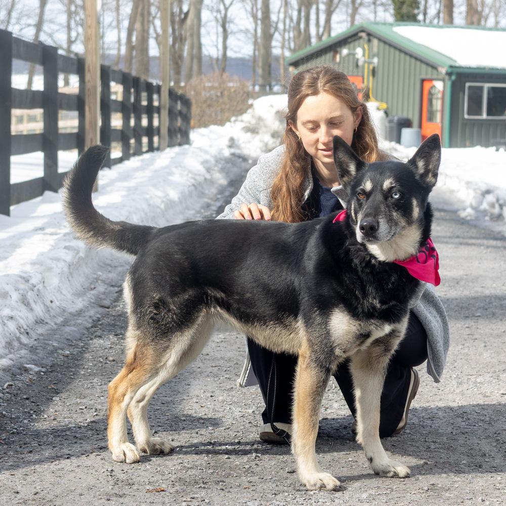 Enlarge Dakota (Female), a Adoptable mixed breed in West Grove, PA image 4/6