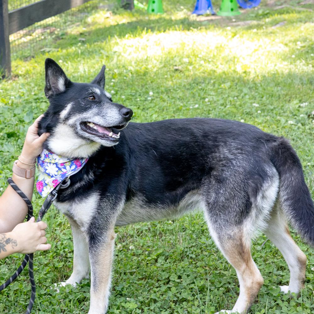 Dakota (Female) Adoption fee sponsored by a friend of Greenmore., an adoptable mixed breed in West Grove, PA image 6/6