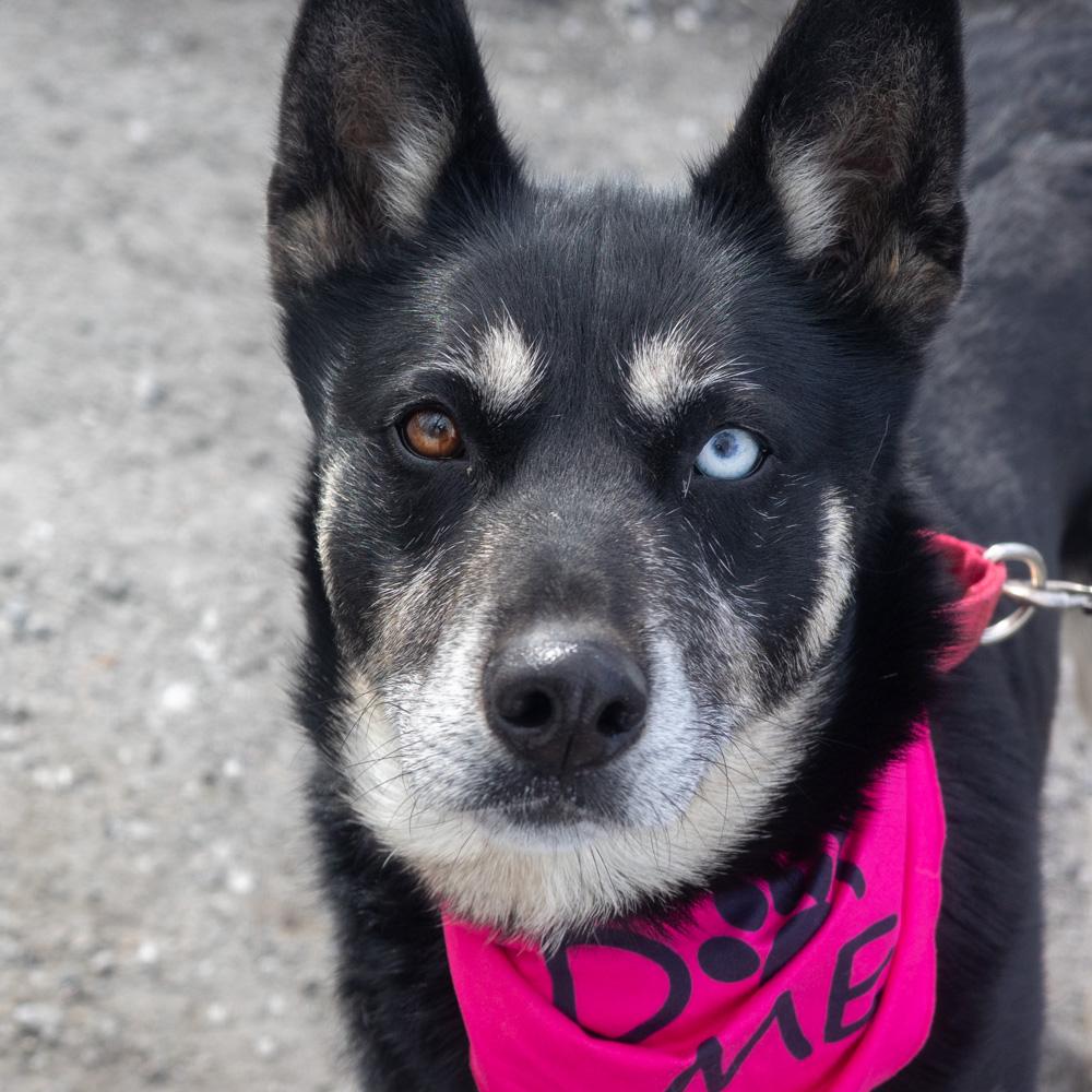 Enlarge Dakota (Female), a Adoptable mixed breed in West Grove, PA image 3/6