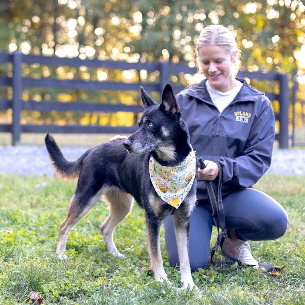 Dakota (Female), a Adoptable mixed breed in West Grove, PA image 6/6