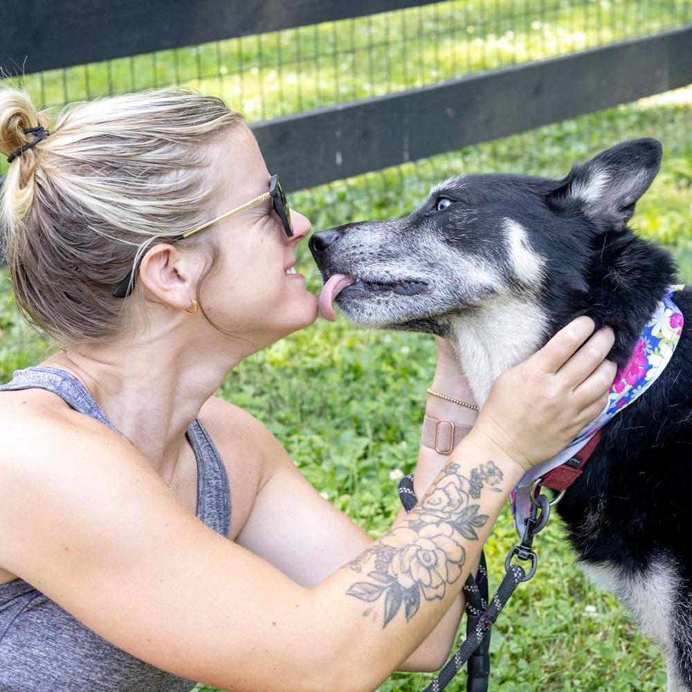 Dakota (Female) Adoption fee sponsored by a friend of Greenmore., an adoptable mixed breed in West Grove, PA image 5/6