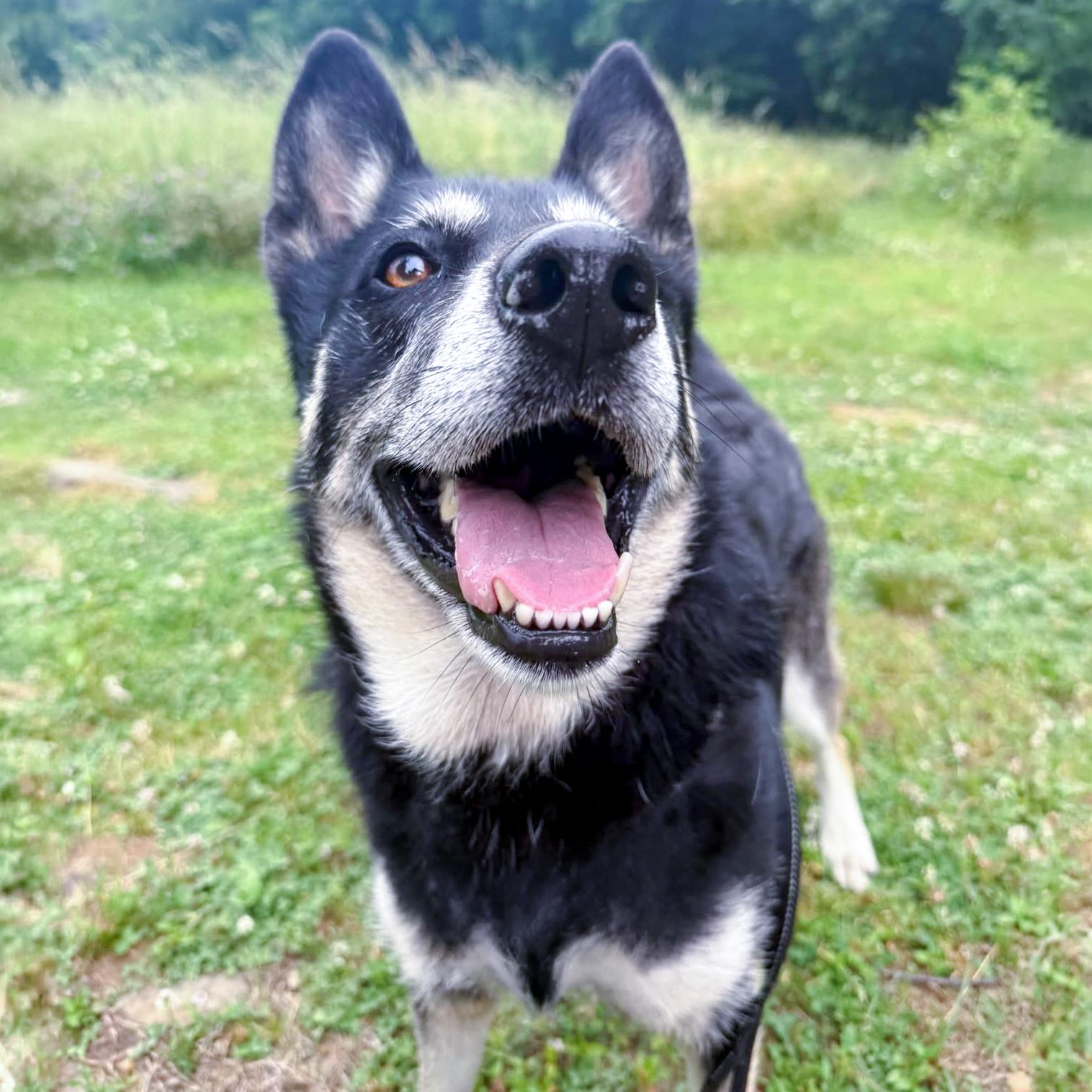 Enlarge Dakota (Female) Adoption fee sponsored by a friend of Greenmore., a Adoptable mixed breed in West Grove, PA image 1/6