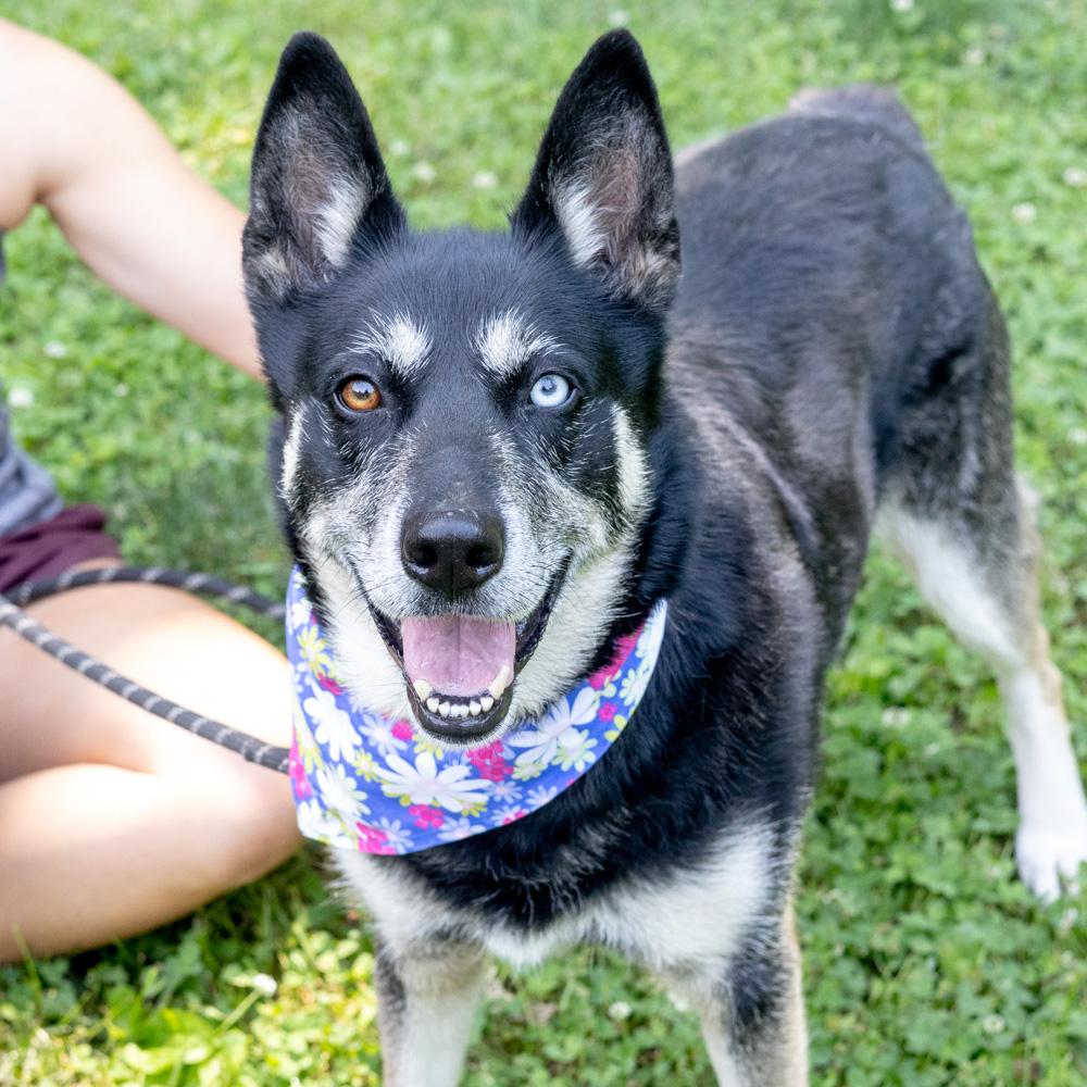 Dakota (Female) Adoption fee sponsored by a friend of Greenmore., an adoptable mixed breed in West Grove, PA image 1/6
