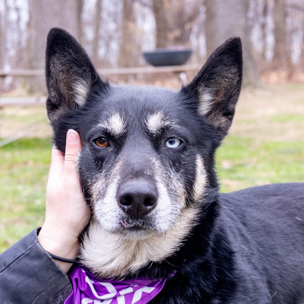 Enlarge Dakota (Female), a Adoptable mixed breed in West Grove, PA image 1/6