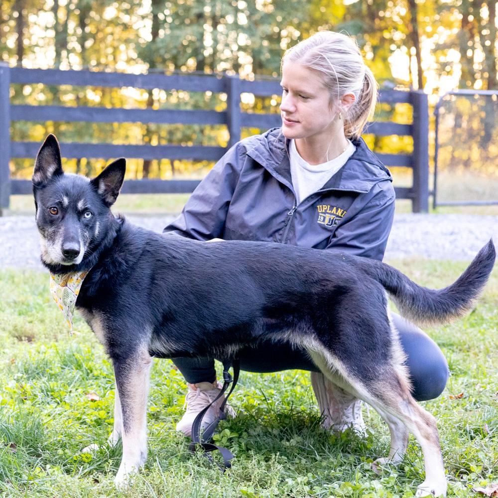 Dakota (Female), a Adoptable mixed breed in West Grove, PA image 4/6