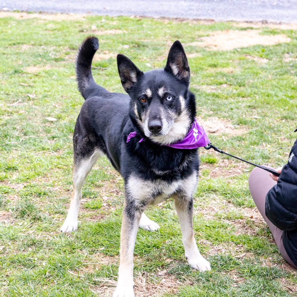 Enlarge Dakota (Female), a Adoptable mixed breed in West Grove, PA image 6/6