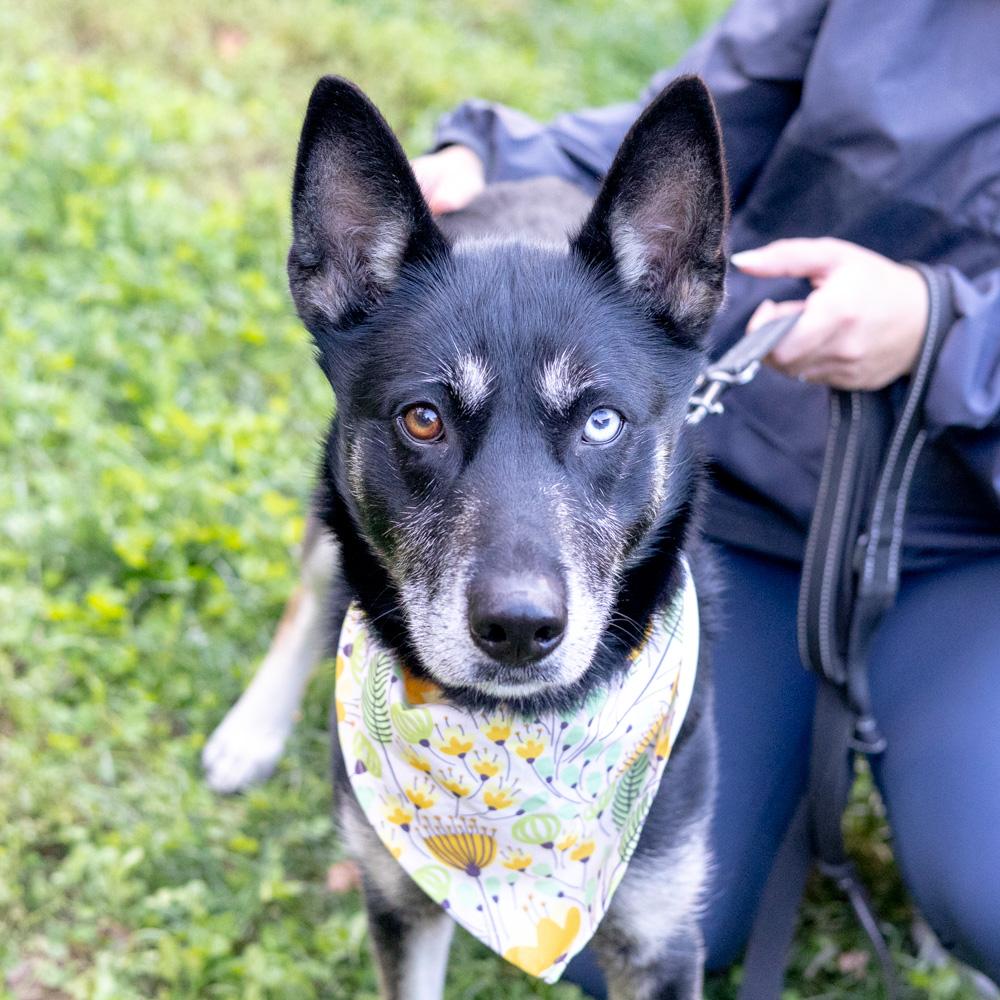 Dakota (Female), a Adoptable mixed breed in West Grove, PA image 5/6