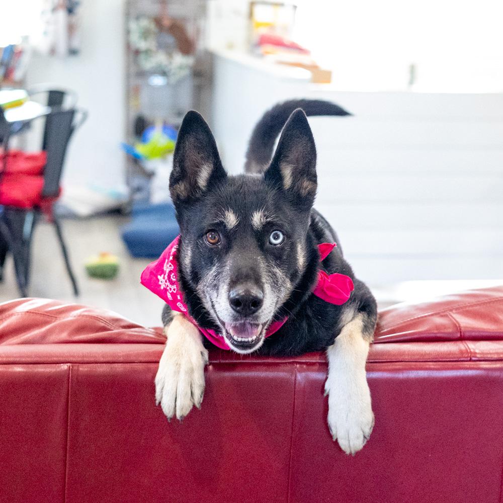 Enlarge Delilah (Female), a Adoptable mixed breed in West Grove, PA image 2/6