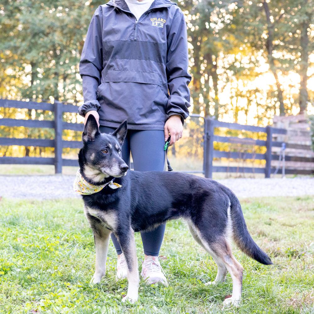 Dakota (Female), a Adoptable mixed breed in West Grove, PA image 2/6