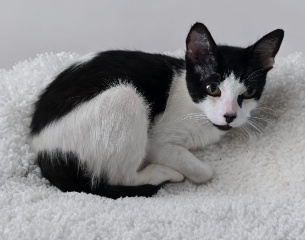 Enlarge Flora, a Adoptable Domestic Short Hair in miami, FL image 2/4