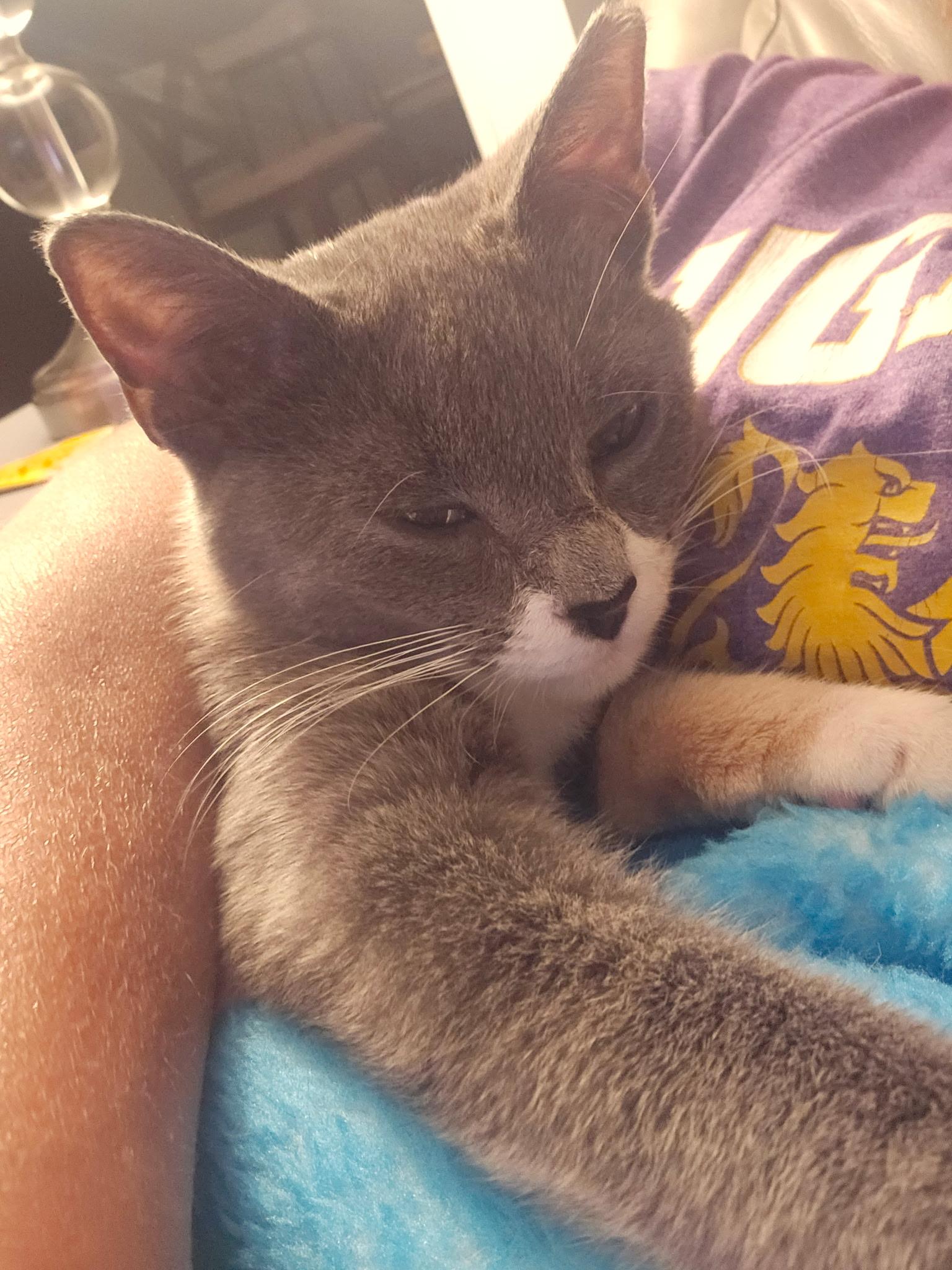 Estelle, an adopted Domestic Short Hair in Rochester, NY image 3/3