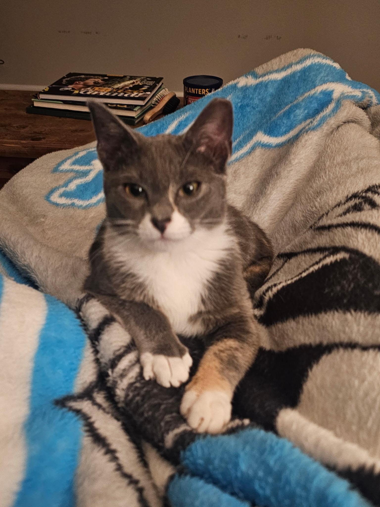 Estelle, an adopted Domestic Short Hair in Rochester, NY image 2/3