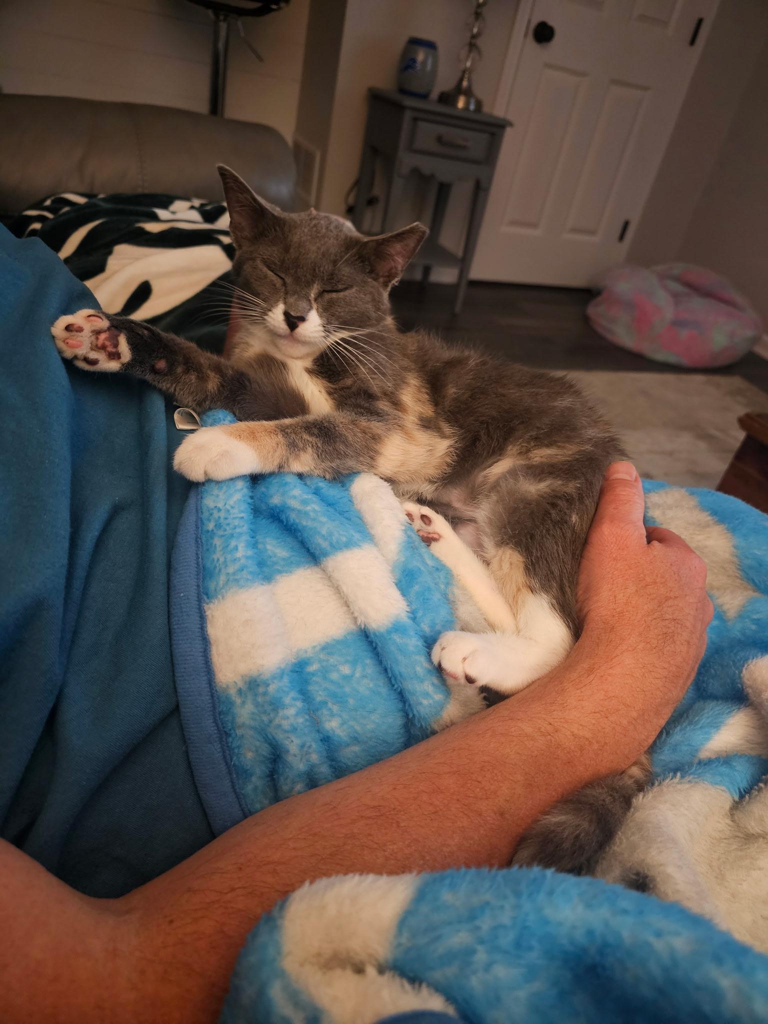 Estelle, ADOPTABLE, Kitten Female Domestic Short Hair.