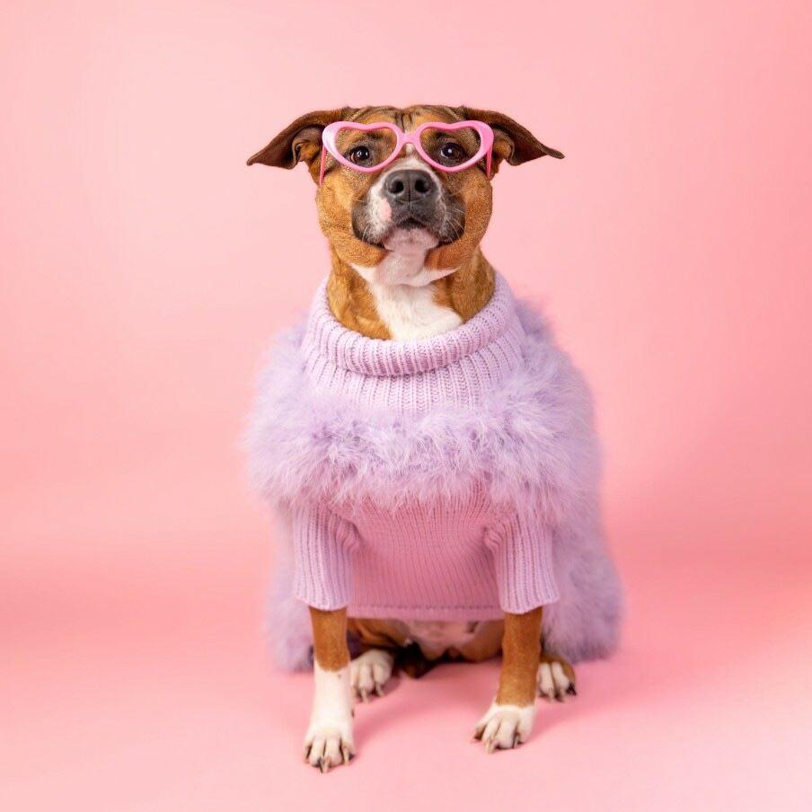 Enlarge Sasha, a Adoptable mixed breed in New Milford, CT image 1/5