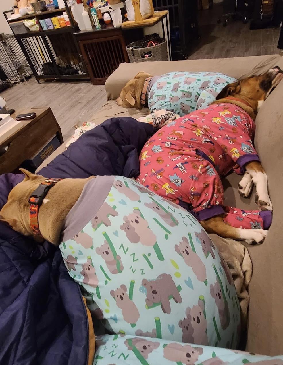 Enlarge Sasha, a Adoptable mixed breed in New Milford, CT image 2/5