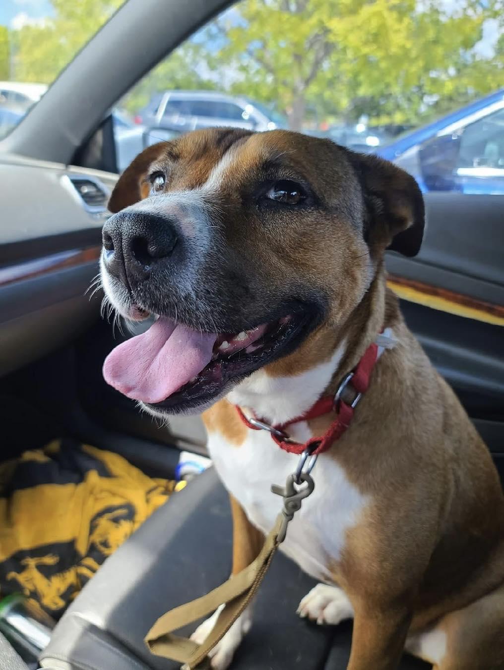 Enlarge Sasha, a Adoptable mixed breed in New Milford, CT image 4/5