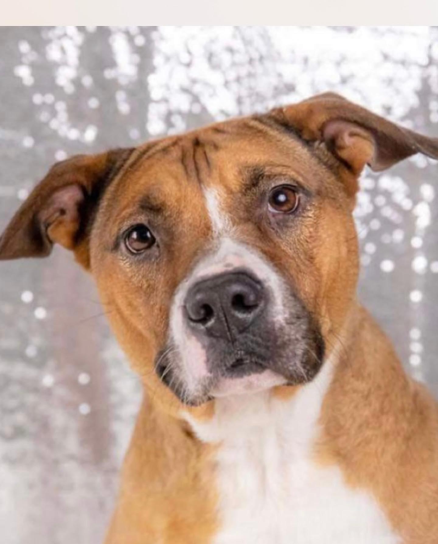 Enlarge Sasha, a Adoptable mixed breed in New Milford, CT image 5/5