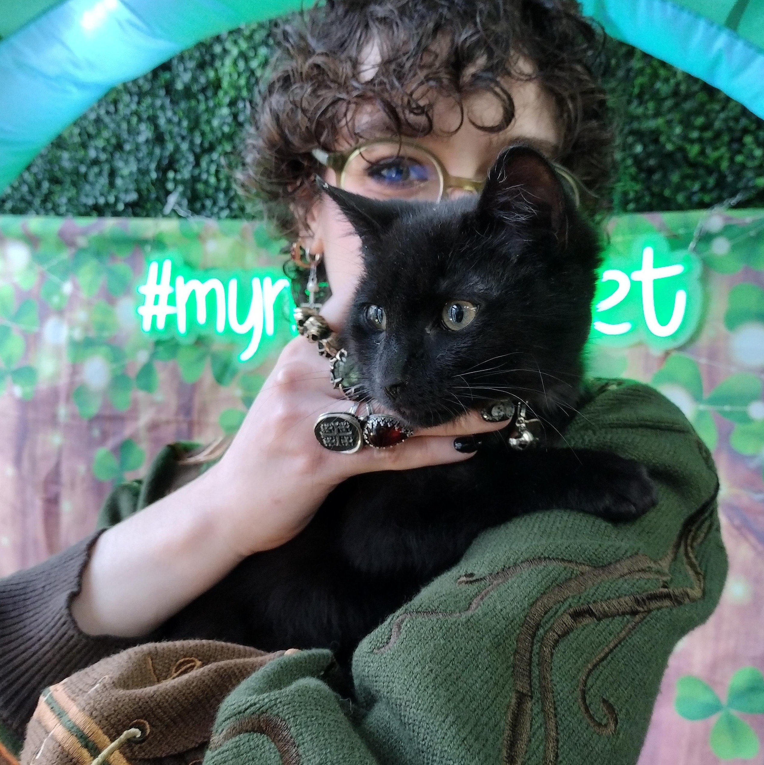 Captain Shark, a ADOPTABLE mixed breed in Brooklyn, NY image 4/4