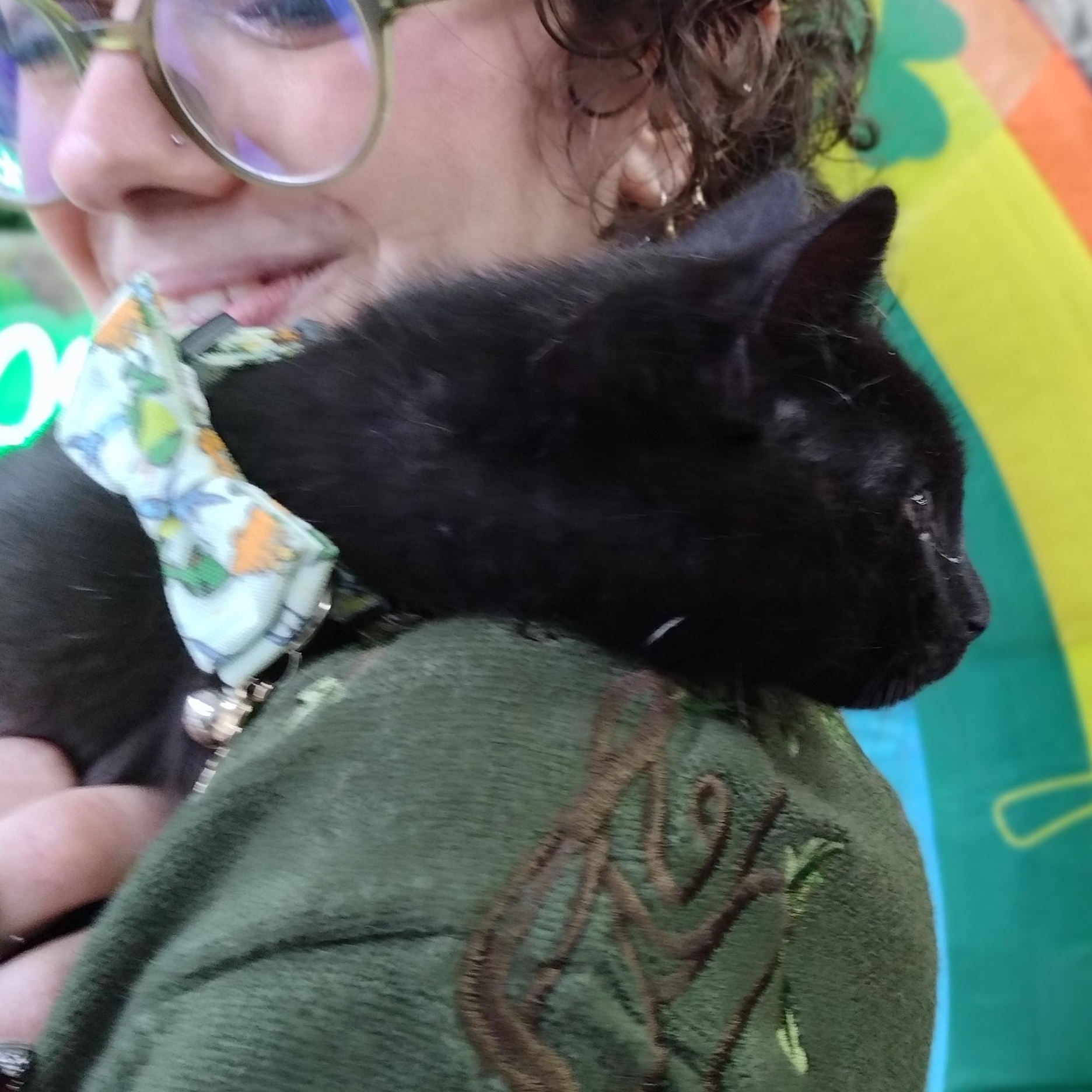 Captain Shark, a ADOPTABLE mixed breed in Brooklyn, NY image 3/4