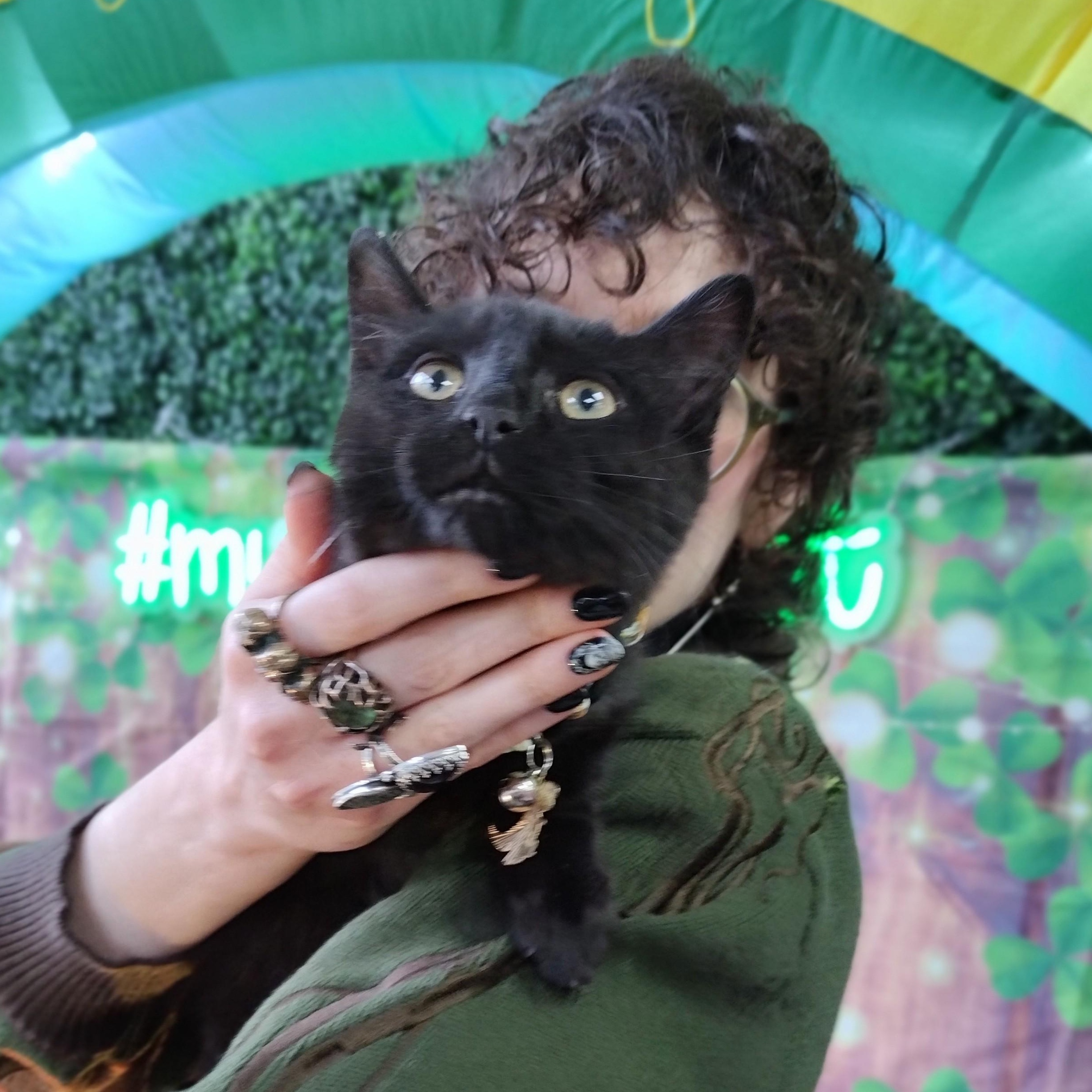 Captain Shark, ADOPTABLE, Kitten Male Domestic Short Hair & Bombay.