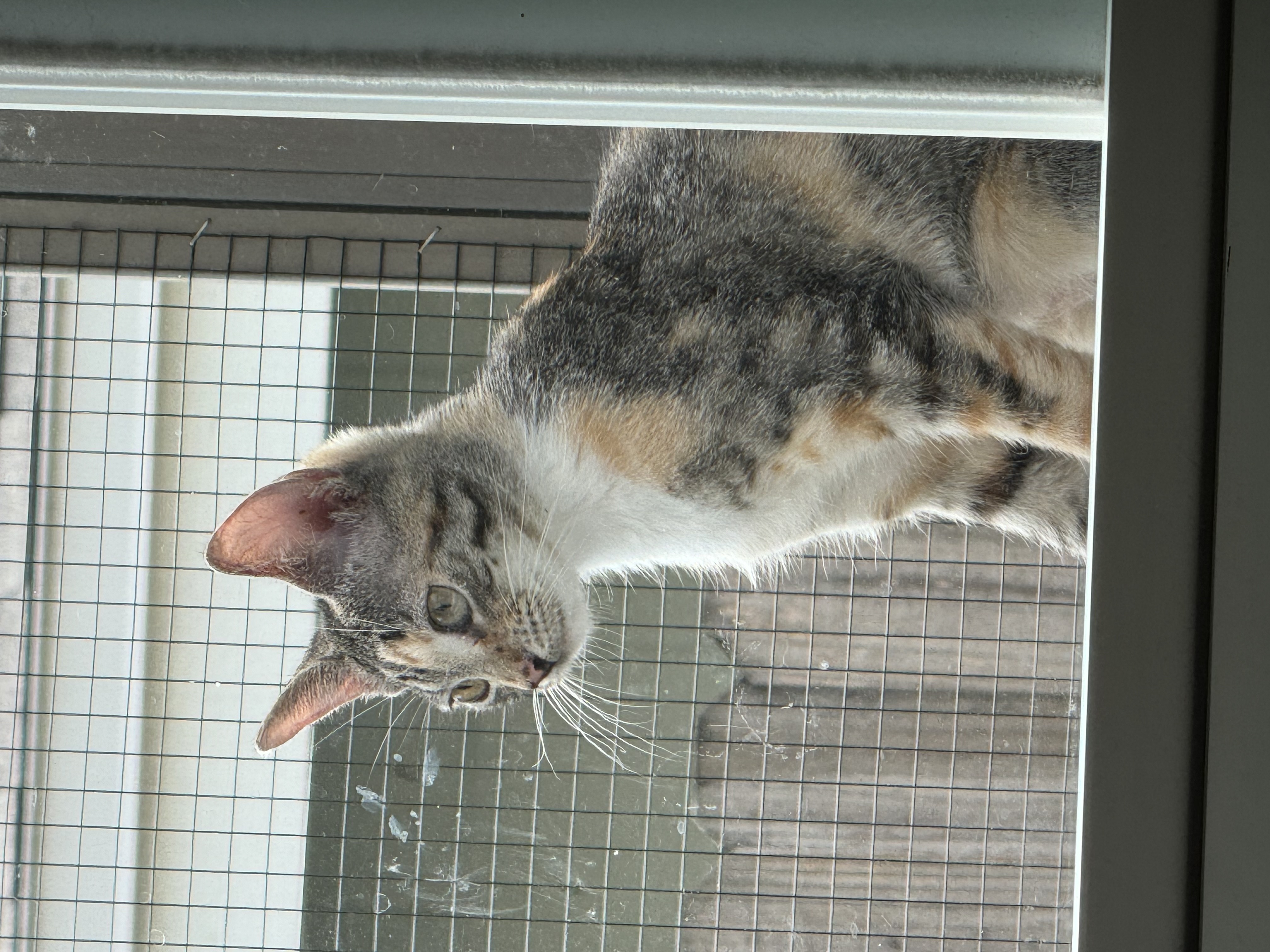 Enlarge Calie adolescent female, a Adoptable mixed breed in Kissimmee, FL image 2/4