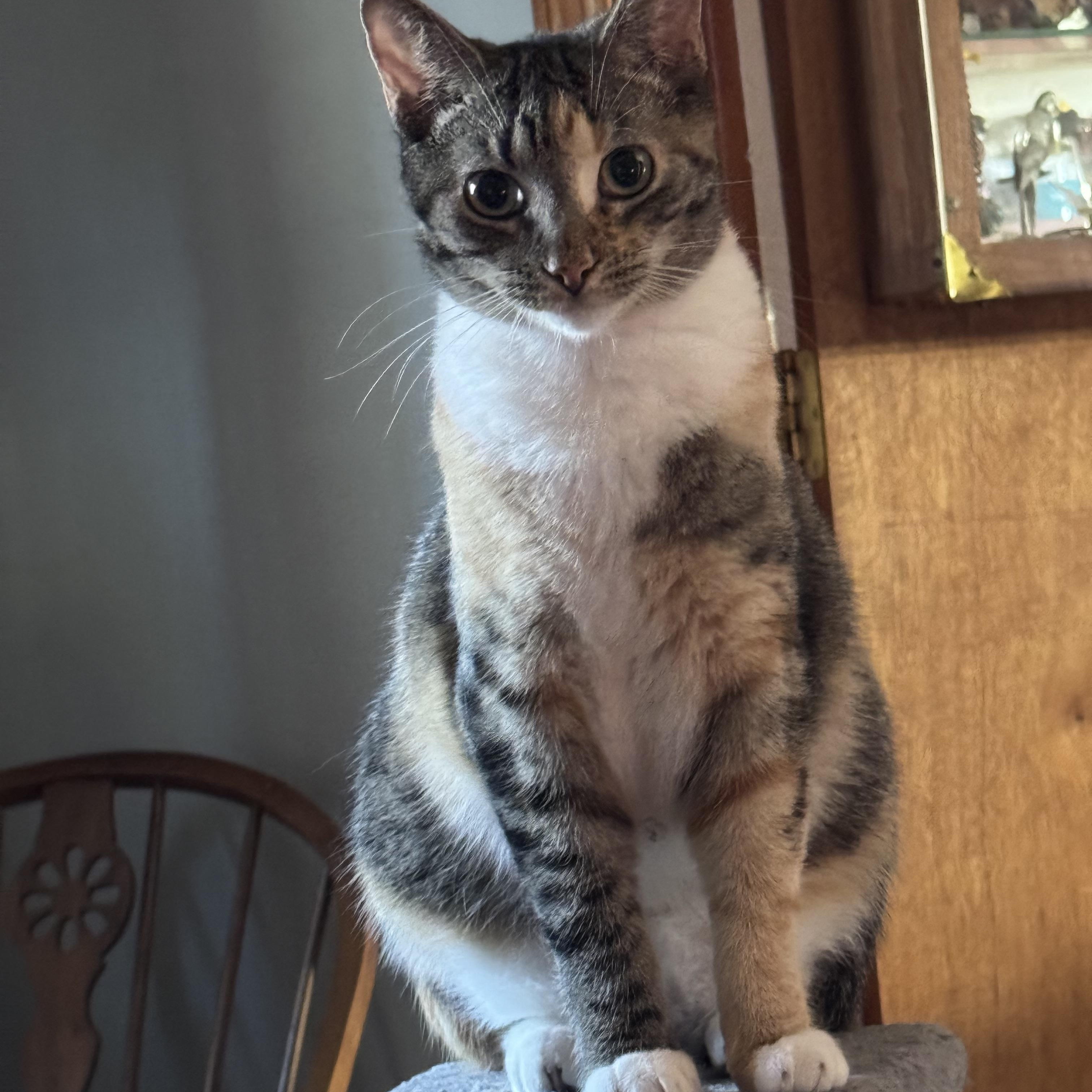 Enlarge Calie adolescent female, a Adoptable mixed breed in Kissimmee, FL image 1/4