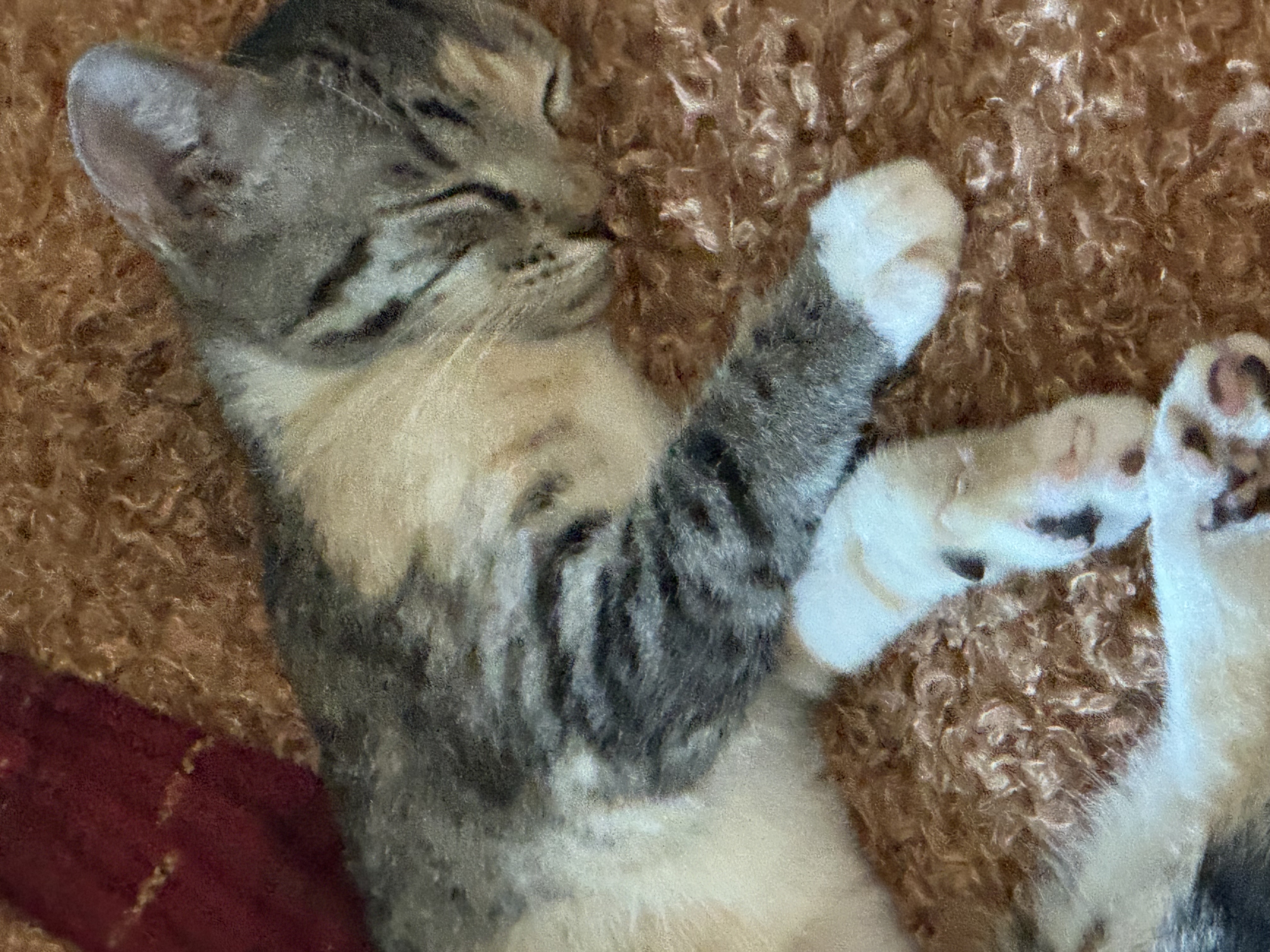 Calie  Female thumbnail 3