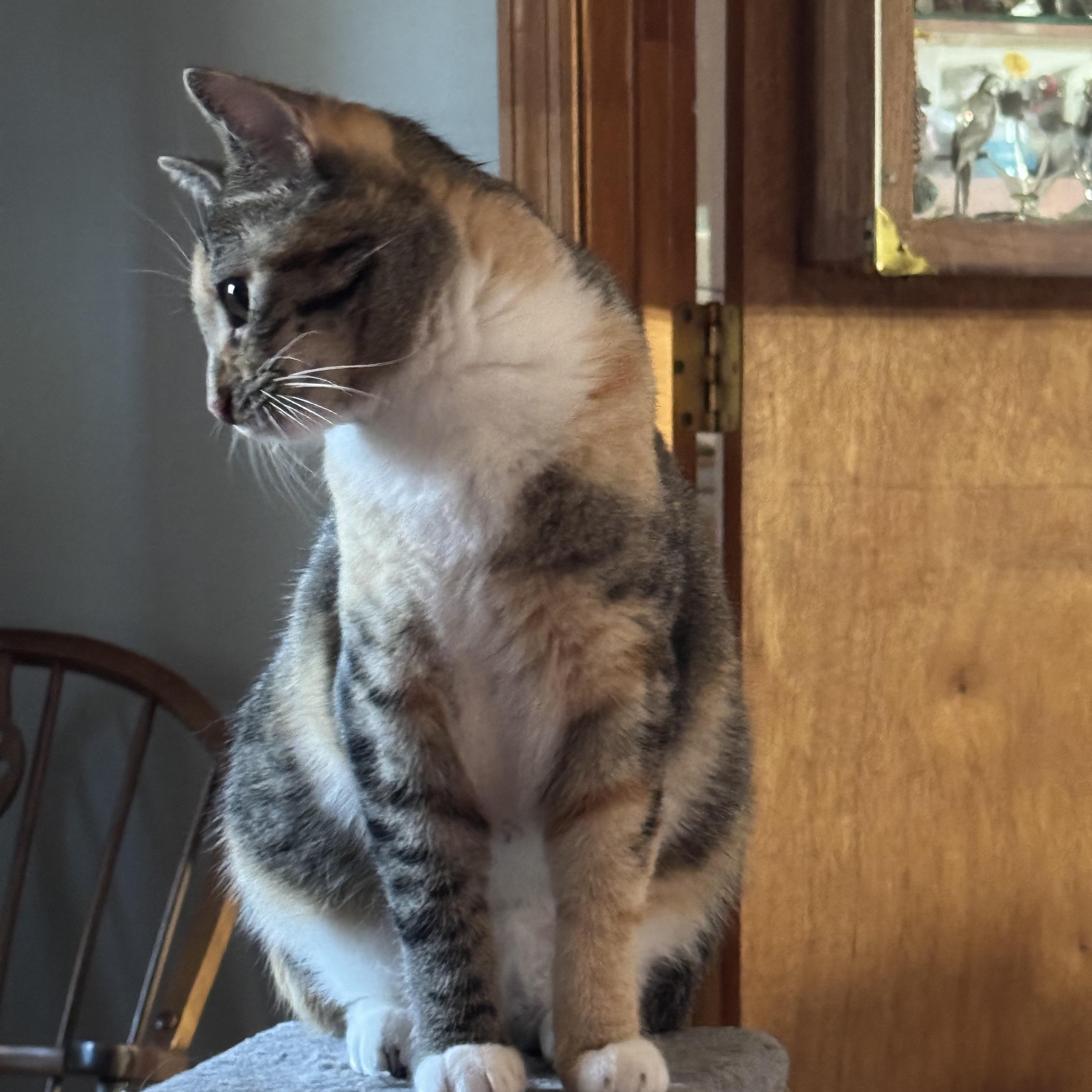 Enlarge Calie adolescent female, a Adoptable mixed breed in Kissimmee, FL image 4/4