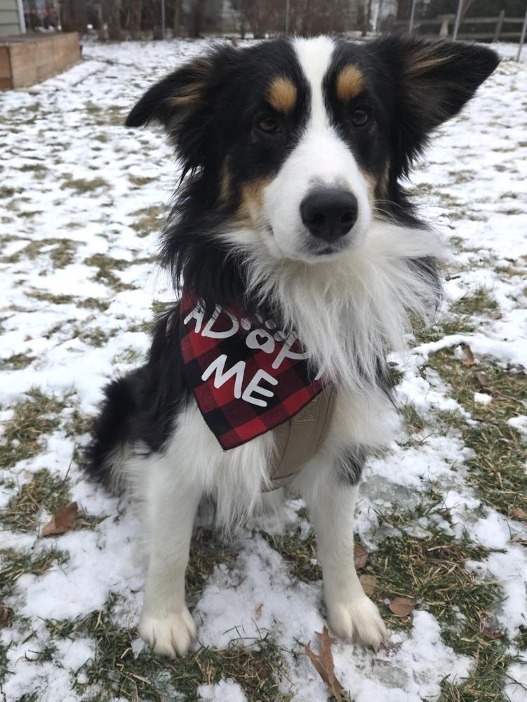 Enlarge 1015 Dandy, a Adoptable Australian Shepherd in Ringwood, IL image 1/6