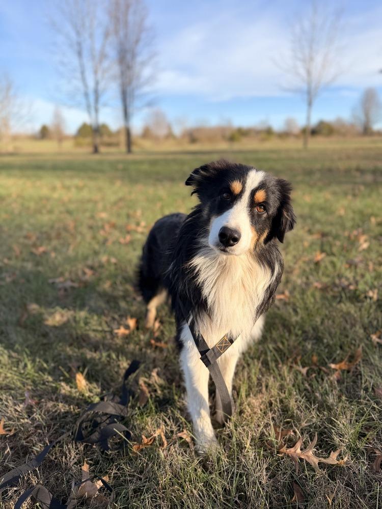 Enlarge 1015 Dandy, a Adoptable Australian Shepherd in Ringwood, IL image 5/6