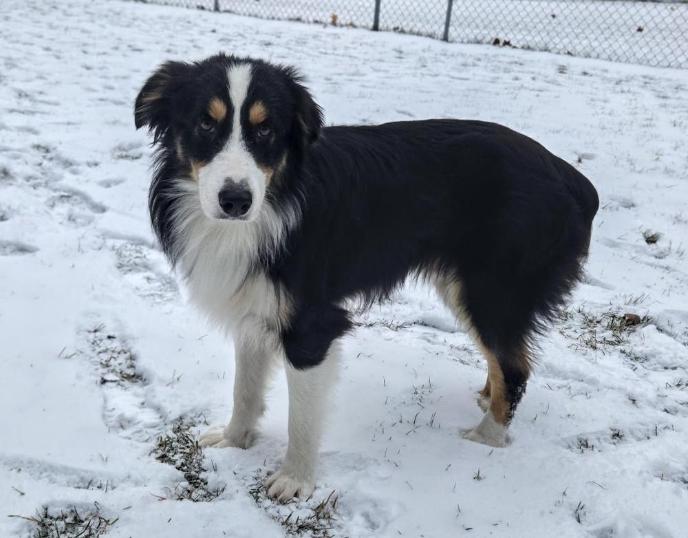 Enlarge 1015 Dandy, a Adoptable Australian Shepherd in Ringwood, IL image 6/6