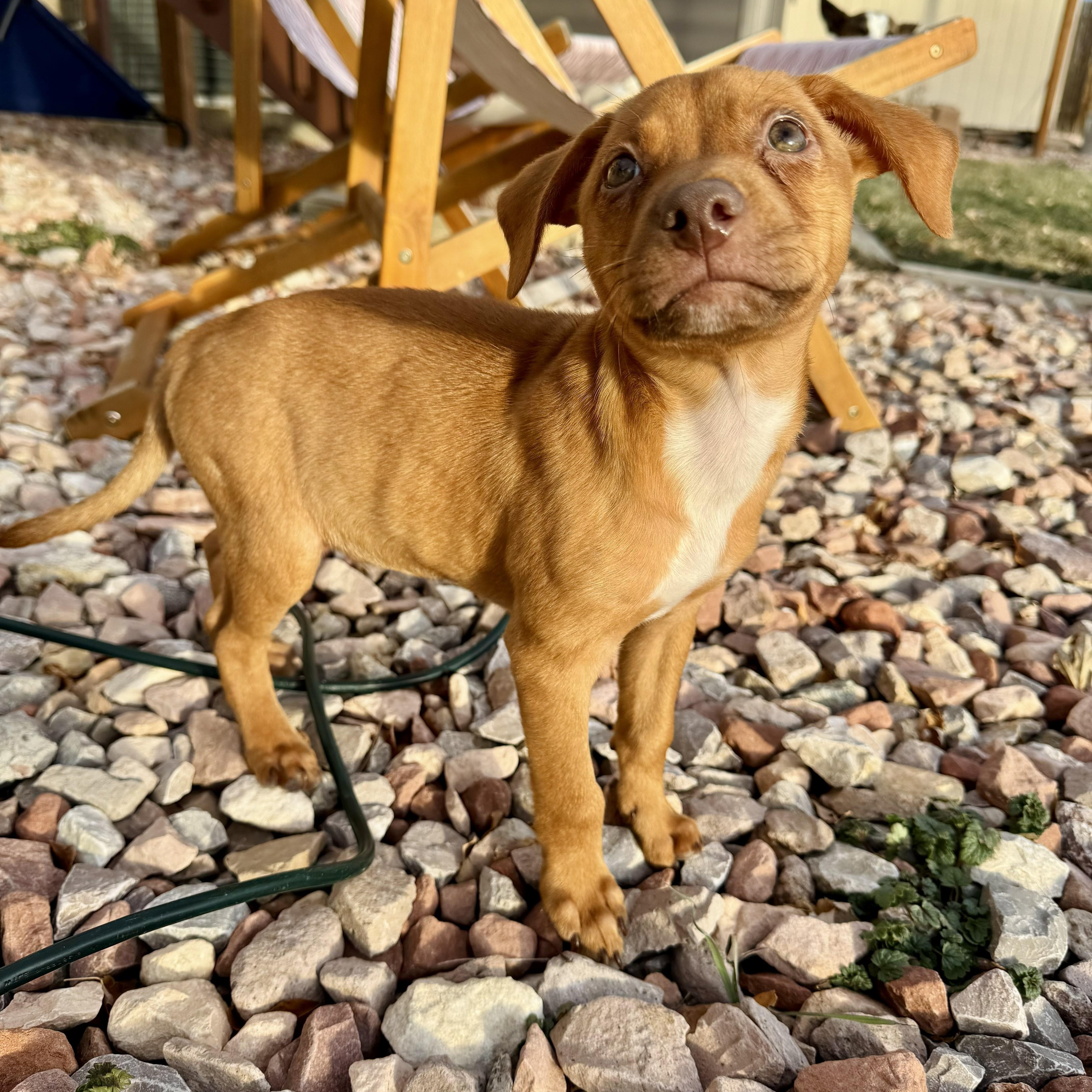 Octavian, adopted, Puppy Male Mixed Breed & Labrador Retriever.