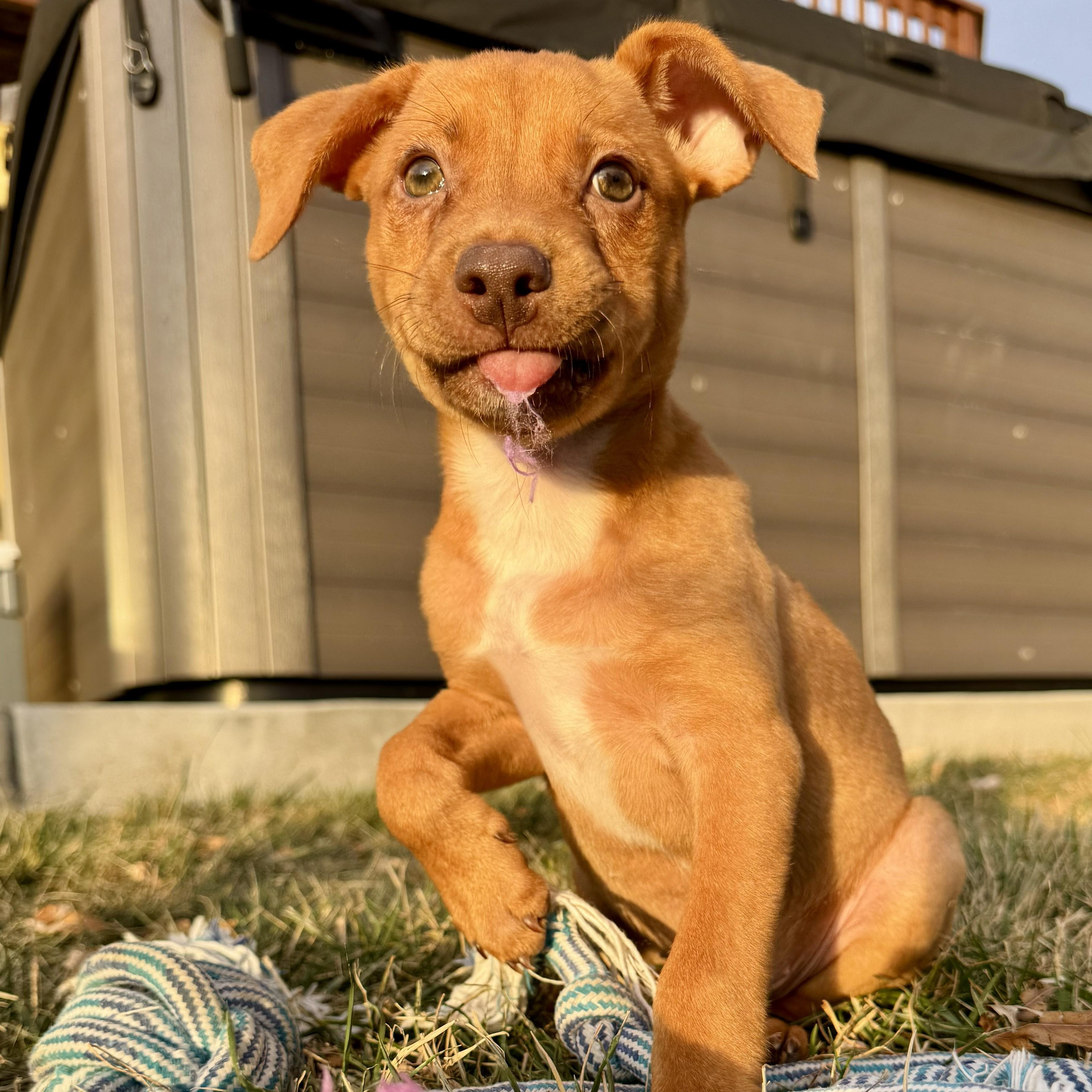 Enlarge Octavian, an adopted mixed breed in Littleton, CO image 2/5