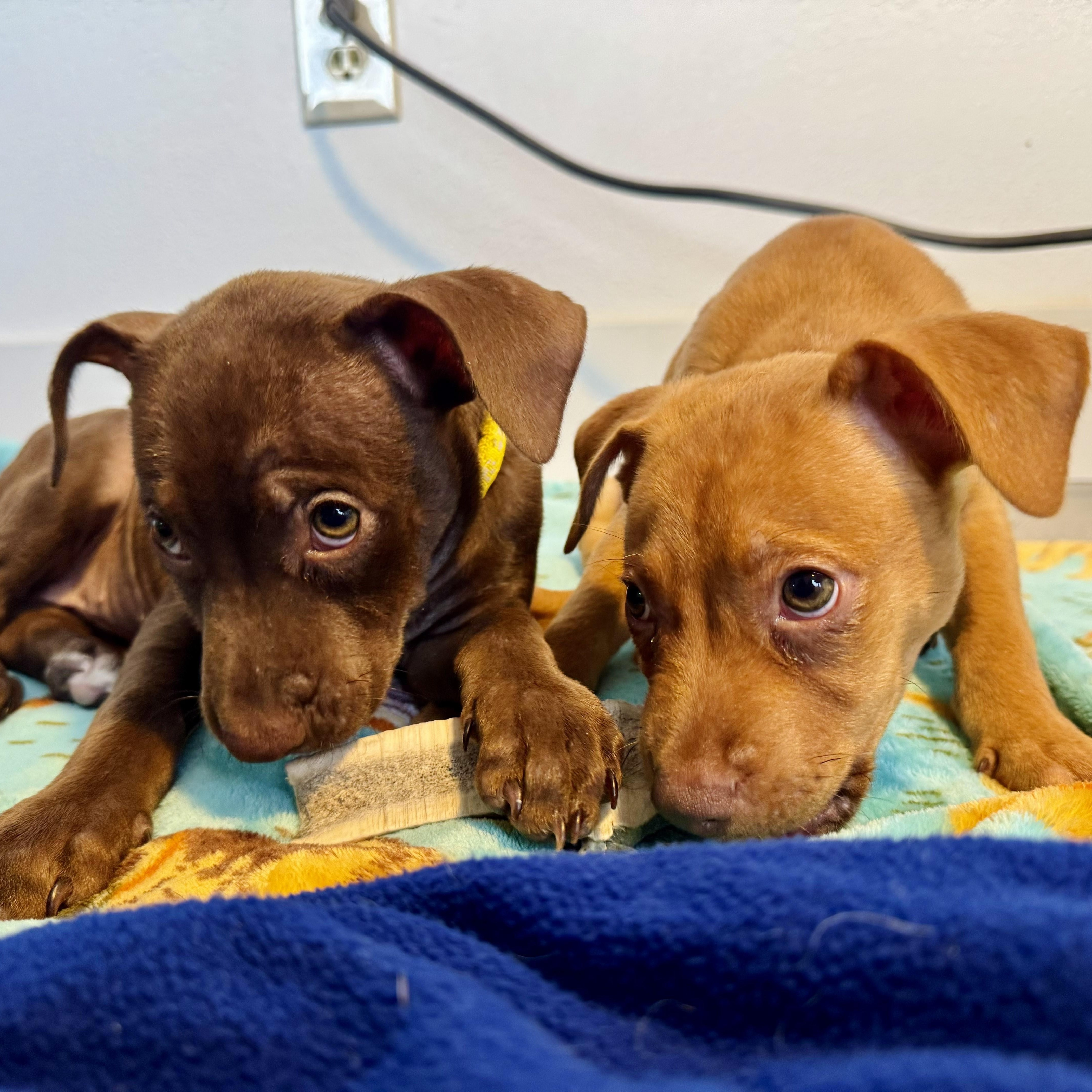 Enlarge Octavian, an adopted mixed breed in Littleton, CO image 4/5